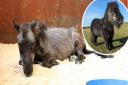 Charlie the miniature pony has made a full recovery at Redwings Norfolk