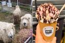 Wycombe Pastures Petting Zoo and Florenco's Coffee will be at the Hingham Spring Fling 2024