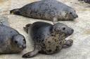 RSPCA East Winch has been rehabilitating seals for over 30 years