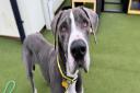 Tea the Great Dane is looking for her retirement home after being found with her deceased owner