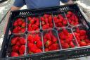 Some of the first commercial amount of strawberries that will hit Tesco shelves on Wednesday across Sussex (Summer Berry Company/PA)