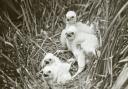 100-year-old photographic plates have been discovered which have thrown new light on the work of pioneering wildlife photographer Emma Turner. Pictured: Montagu's harrier chicks in the Norfolk Broads. Picture: Turner Archive / BTO