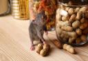 Mice love grains, seeds and nuts, which is why sealing all your dry food packets is one of the best ways to prevent an infestation.
