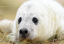 Sick seal pups on the Norfolk coast are among those affected by the ongoing supply crisis and panic-buying of fuel.