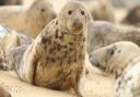 Grey Seal colony resting on the beach at Horsey, Norfolk.