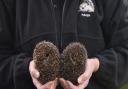 Marian Grimes runs Hedgehog Haven from her home in North Walsham, during the first lockdown she was inundated with hedgehogs in need and whilst she is still looking after over 60 hedgehogs now she still has room to help more. Credit - Sonya Duncan