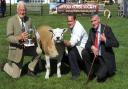 From left, Stephen Cobbald, Harry Middleditch and judge  John Campbell with Mr Cobbald's inter-breed sheep champion.
Picture : SARAH LUCY BROWN