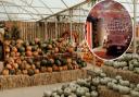 Visit TV and film sets, including from Stranger Things, at the Worzals Garden Centre indoor pumpkin patch.