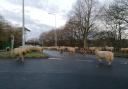 A flock of sheep escaped onto the Redenhall roundabout on Sunday morning