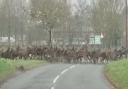 Dozens of deer were seen sprinting across a road near Sea Palling by the Bacton Coastguard team