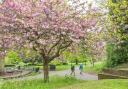 Blossom around Norwich. Chapelfield gardens