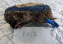 A hedgehog had to be put down after being tortured in Norfolk