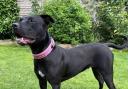 Cherry is waiting for her forever home at Meadowgreen Dog Rescue Centre in Hales