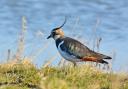 The lapwing was one of Norfolk's most abundant birds in last year's Big Farmland Bird Count