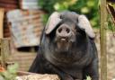 The farmer hoped to increase his herd of rare large black pigs