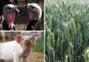 East of England's - and Norfolk's - top crops