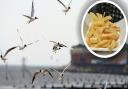Could keeping gulls off chips help improve water quality in Heacham and Hunstanton?