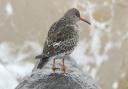 The Purple Sandpiper was spotted in Sheringham