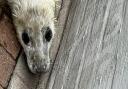 A seal pup was found outside a lifeboat station
