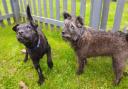 Newton and Lila are looking for a new home together after their owner fell ill