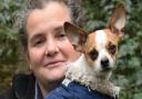 Animal shelters across Norfolk are overwhelmed by demand