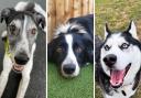 Could you give these dogs a new home?