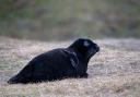 The transformation of rare melanistic seals was photographed in Blakeney
