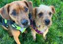 Daisy and Benji are up for adoption in Norfolk