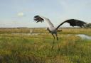 Common cranes have made a record return to the UK