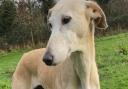 Joanie is waiting for a new home at Norfolk Greyhound Rescue