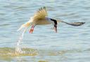 Common terns have been decimated by bird flu