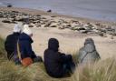 People view some of the estimated 2,500 Atlantic grey seals on Horsey Beach