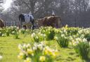 Clusters of daffodils can be seen at Felbrigg Hall