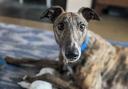 Mouse the greyhound is up for adoption with Norfolk Greyhound Rescue