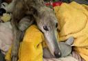 Birdie the older greyhound is up for adoption with Norfolk Greyhound Rescue
