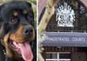 A woman has appeared at Norwich Magistrates' Court accused of failing to control a Rottweiler called Rebel