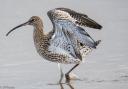 A curlew displaying