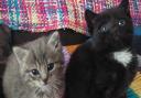 Three kittens were found abandoned on the Sandringham Estate