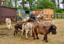 Karen Rust with her therapy donkeys at Little Massingham