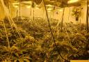 A cannabis farm was discovered in Great Yarmouth on April 11