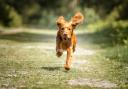 Aviform produces supplements that help keep dogs healthy