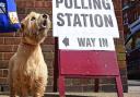 A dog outside one of Norfolk's polling stations