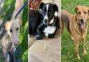 There will be 32 dogs looking for their forever homes at the event