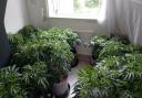 A cannabis farm worth £324,000 has been uncovered in the city