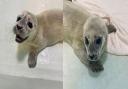 Sage the premature seal pup has been rescued from a Norfolk beach