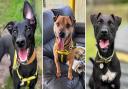 Here are five dogs looking for a forever home in Norfolk this week