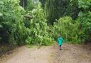 Holidaymakers say they are trapped at a West Runton campsite after a tree fell across the exit road