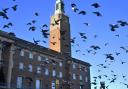 Pigeons at the Norwich Market and City Hall area.