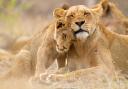 Wildlife wonders - a lioness with her cub in the Kruger National Park South Africa