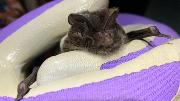 Eastern Daily Press: Surveys showed barbastelle bat colonies on the road's route. Eastern Daily Press: Surveys showed barbastelle bat colonies on the road's route.